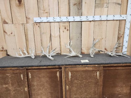 13 Lbs Of Whitetail Shed Antlers