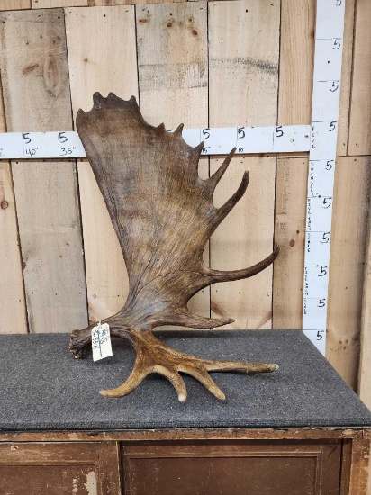 17 Lbs Alaskan Moose Shed Antler