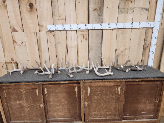 Group Of 10 Whitetail Shed Antlers 17Lbs