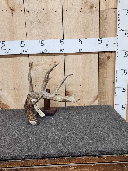 85 1/8" Wild Illinois Whitetail Shed Antler