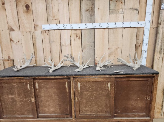 14.4 Lbs Of Whitetail Shed Antlers