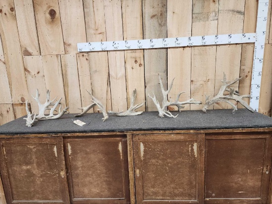 14.4 Lbs Of Whitetail Shed Antlers