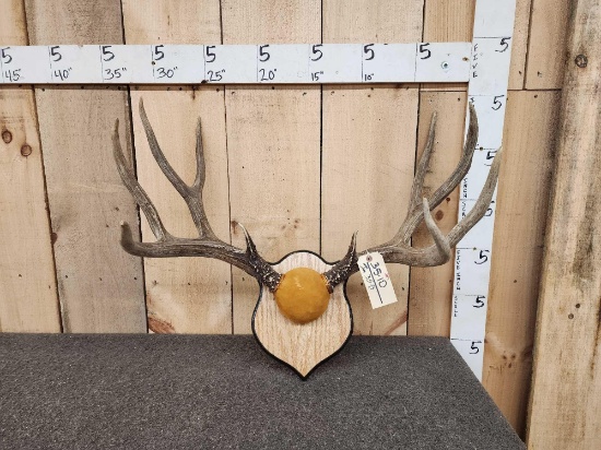 Big 5x5 Mule Deer Antlers On Plaque