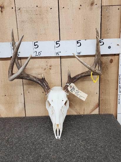 4x4 Whitetail Antlers On Skull