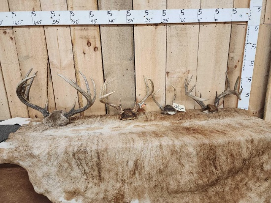 4 Sets Of Whitetail Antlers On Skull Plate