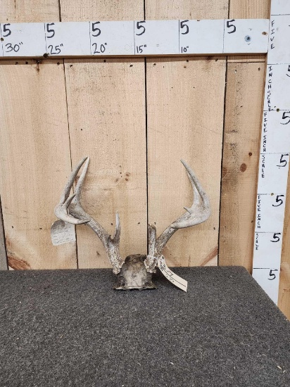 5x5 Whitetail Antlers On Skull Plate