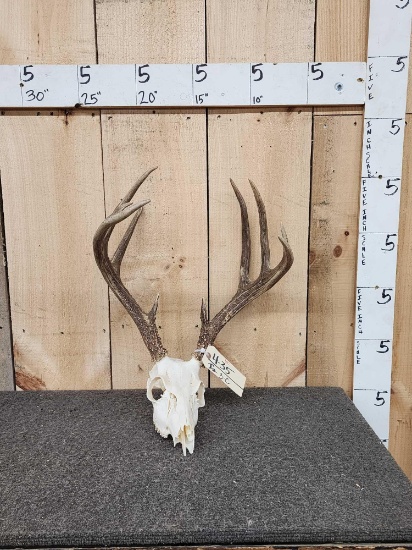 5x5 Whitetail Antlers On Skull