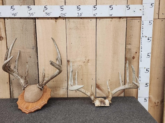 2 Sets Of Whitetail Antlers On Skull Plate & Plaque
