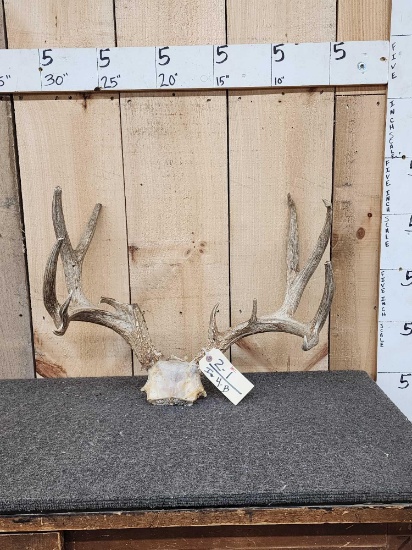 12 Point Deer Antlers On Skull Plate