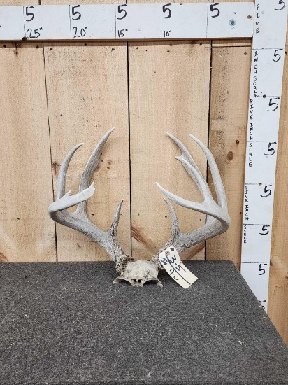 5x5 Whitetail Antlers On Skull Plate