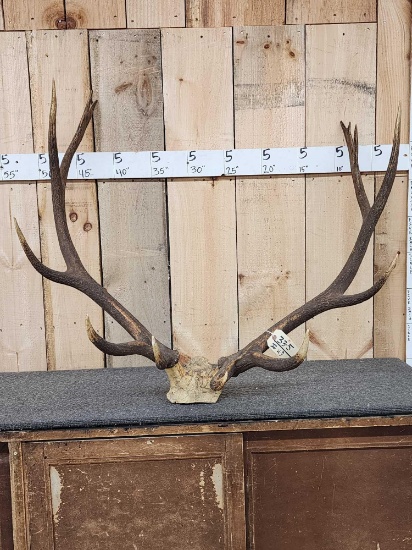 6x7 Elk Antlers On Skull Plate