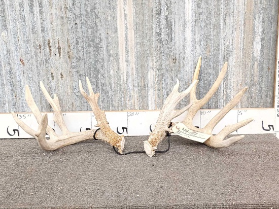 Main Frame 5x5 Whitetail Shed Antlers