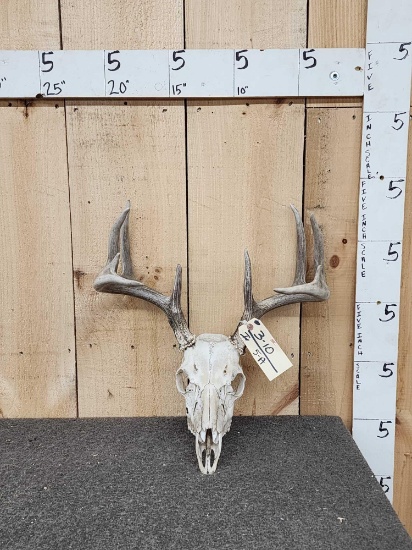 5x5 Whitetail Antlers On Skull