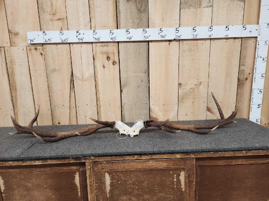 Red Stag Antlers On Split Skull Plate