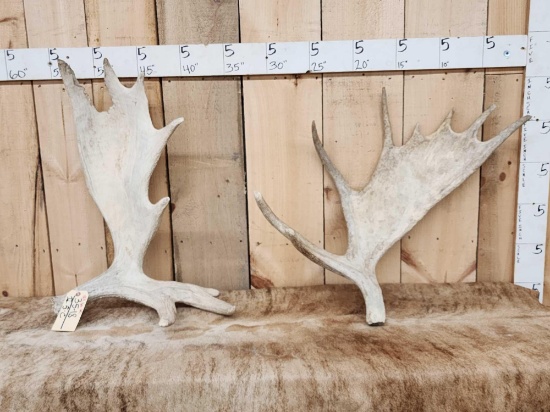 2 Moose Shed Antlers