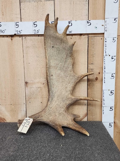 11.8 Lbs Moose Shed Antler