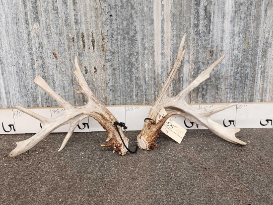 Nontypical Whitetail Shed Antlers