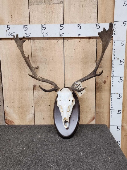 Fallow Deer Antlers On Skull