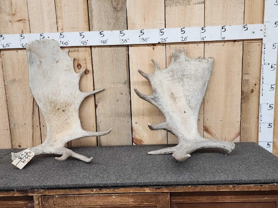 2 Moose Shed Antlers