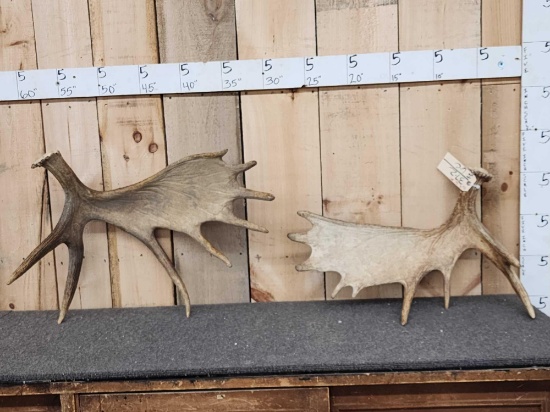 2 Moose Shed Antlers