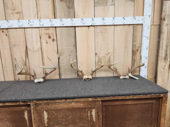 3 Sets Of Whitetail Antlers On Skull Plate