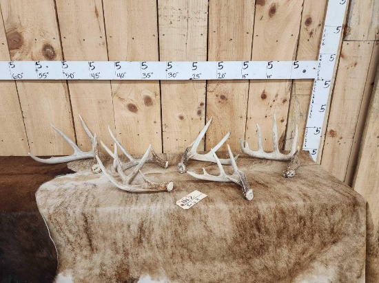 Nice Group Of 6 Wild Iowa Whitetail Shed Antlers
