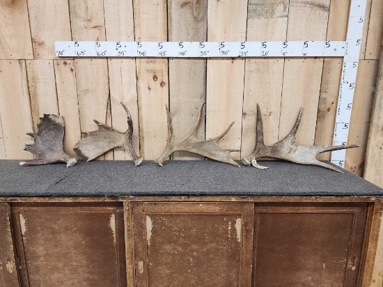 Group Of 4 Moose Shed Antlers