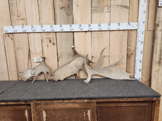 22.2 Lbs Of Moose Antlers
