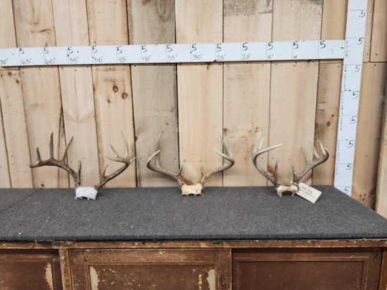 3 Sets Of Whitetail Antlers On Skull Plate
