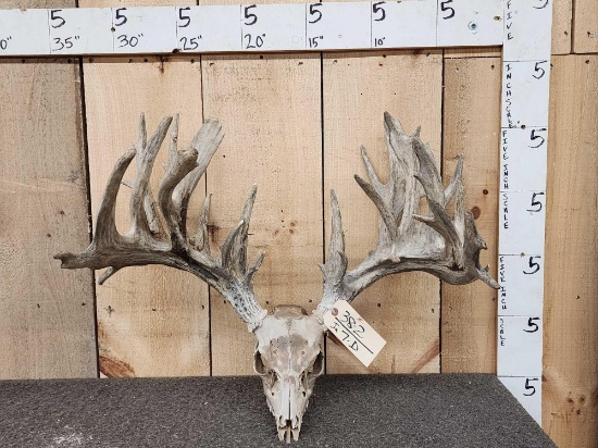 300 Class Whitetail Antlers On Skull