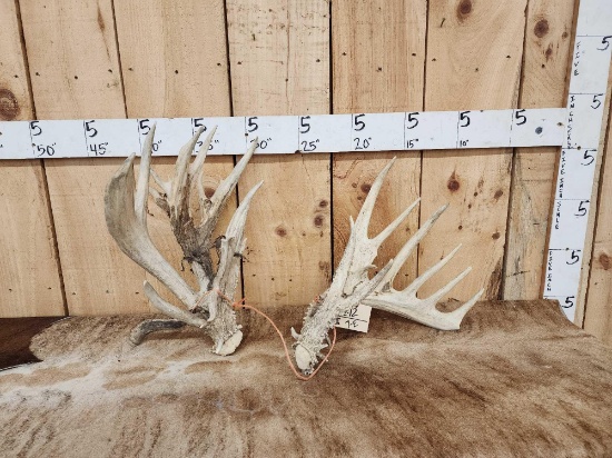 Big Main Frame 6x4 Whitetail Shed Antlers