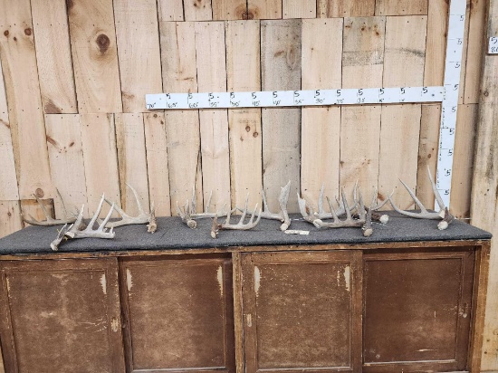Group Of 10 Whitetail Shed Antlers
