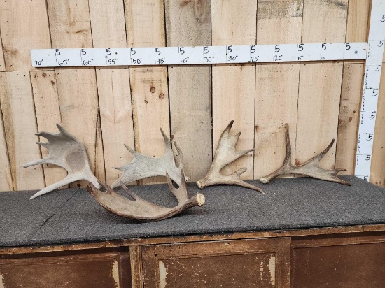 12.8 Lbs Of Moose Antler