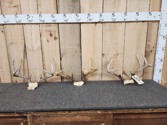 3 Sets Of Whitetail Antlers On Skull Plate