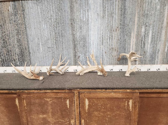 Group Of 4 Whitetail Shed Antlers