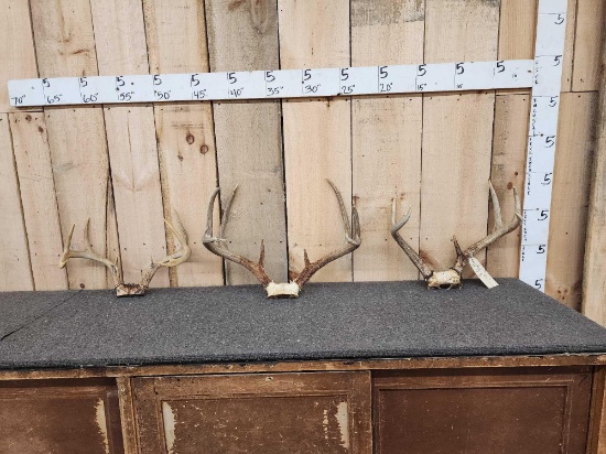 3 Sets Of Whitetail Antlers On Skull Plate