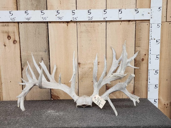 High 300" Whitetail Antlers On Skull Plate