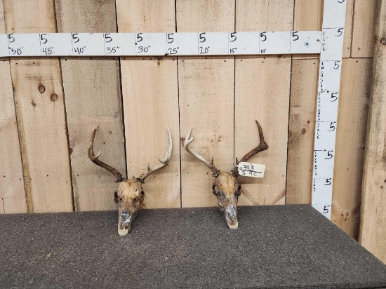 2 Sitka Blacktail Deer Skulls Antler