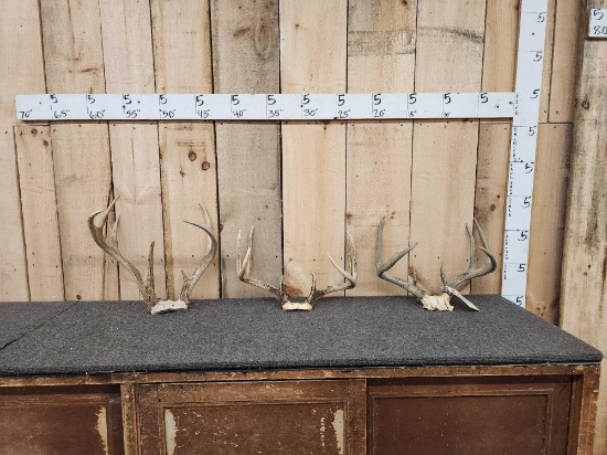 3 Sets Of Whitetail Antlers On Skull Plate