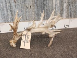 BIG Gnarly Whitetail Shed Antler