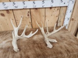 2 Single Whitetail Shed Antlers