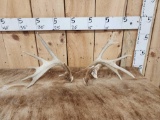 Set Of Double Droptine Whitetail Shed Antlers