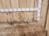 3 Camo Dipped Whitetail Shed Antlers