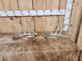 Set Of 6x6 Whitetail Shed Antlers