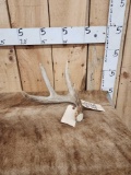Chunky Wild Iowa Whitetail Shed Antler