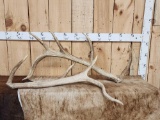 Set Of Elk Antler Cut Offs
