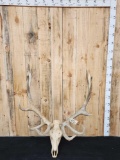 6x6 Elk Antlers On Skull