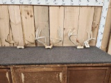 3 Sets Of Whitetail Antlers On Skull Plate