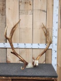 Red Stag Antlers On Skull Plate
