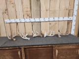 5 Whitetail Shed Antlers